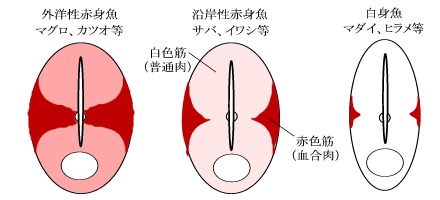 赤身魚と白身魚