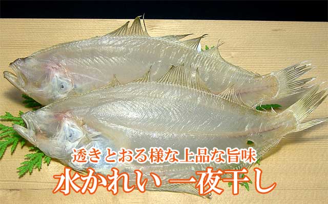 水かれい干物 干物 海産物通販 かすみ屋